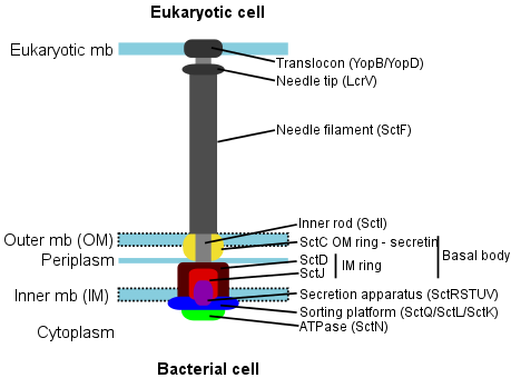 Non-Flagellar Type III Secretion System schema